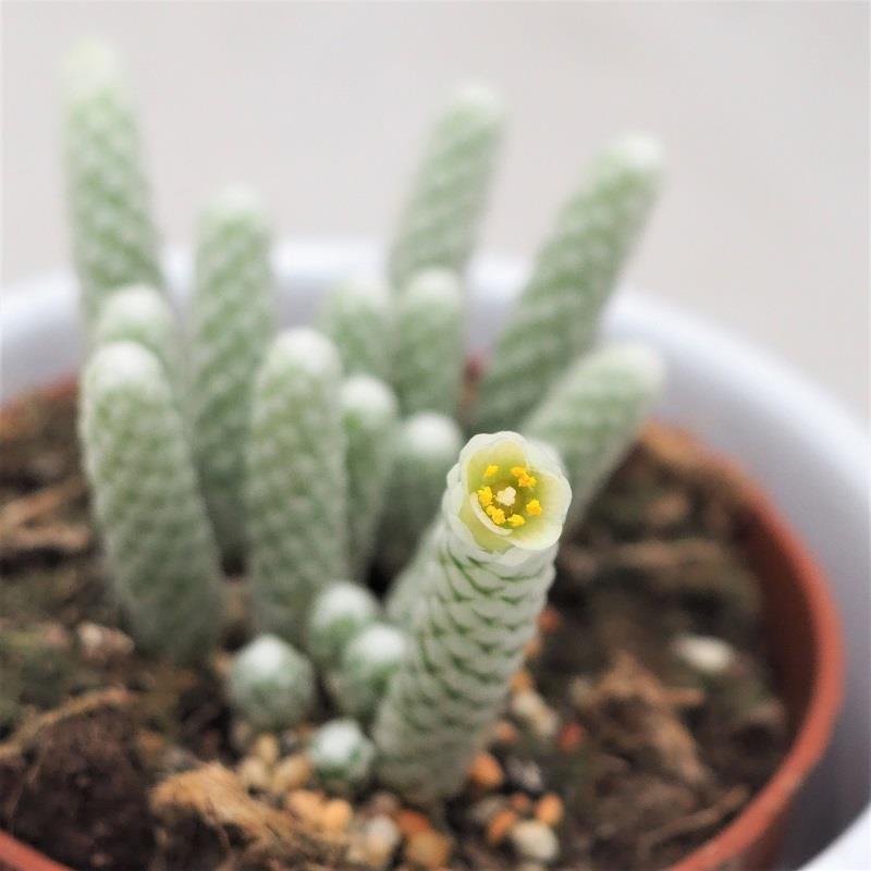 Avonia papyracea - 8,5cm