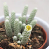 Avonia papyracea - 8,5cm