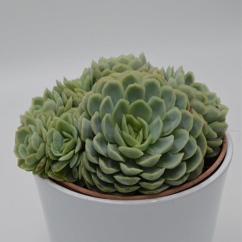 Echeveria elegans - 14cm