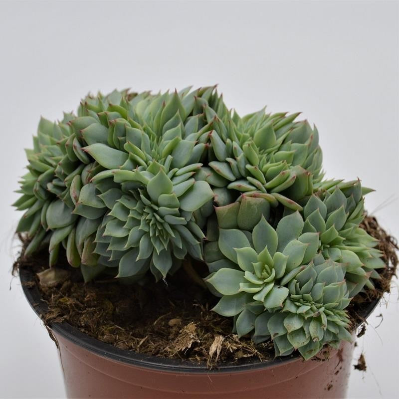 Echeveria secunda f. cristata - 13cm