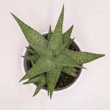Aloe rauhii Snowflake - 10,5cm