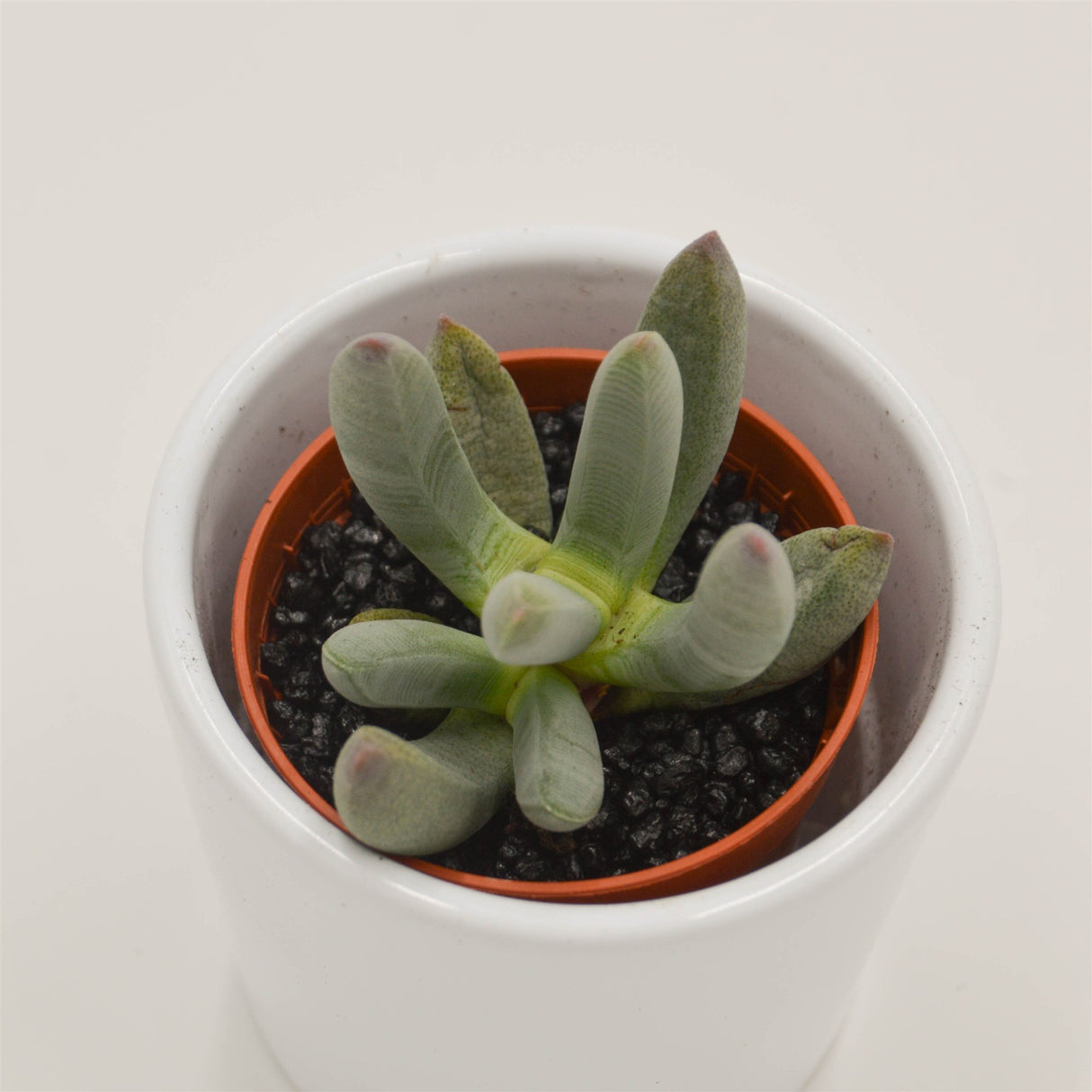 Cylindrophyllum compothi - 5.5cm