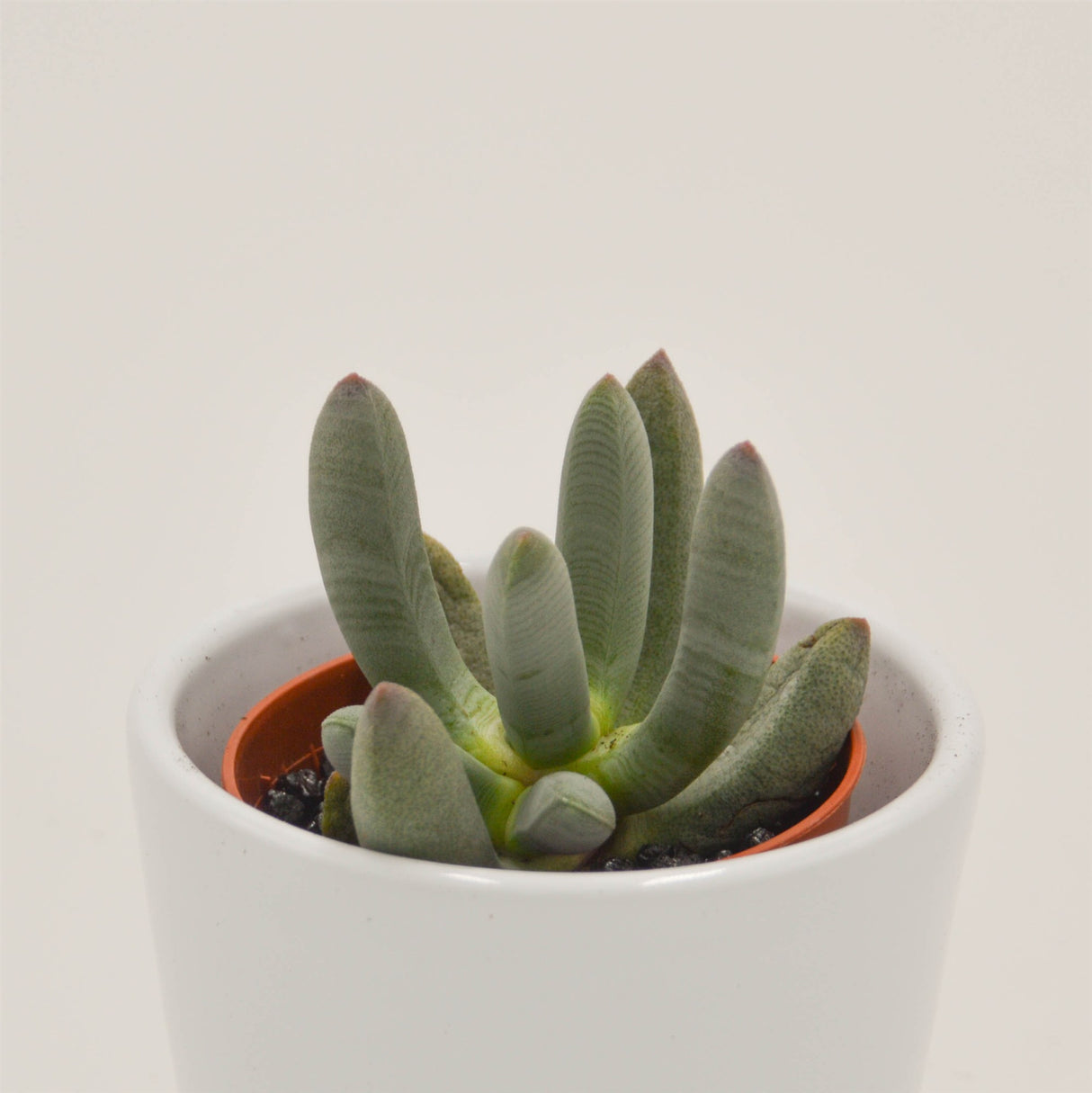 Cylindrophyllum compothi - 5.5cm