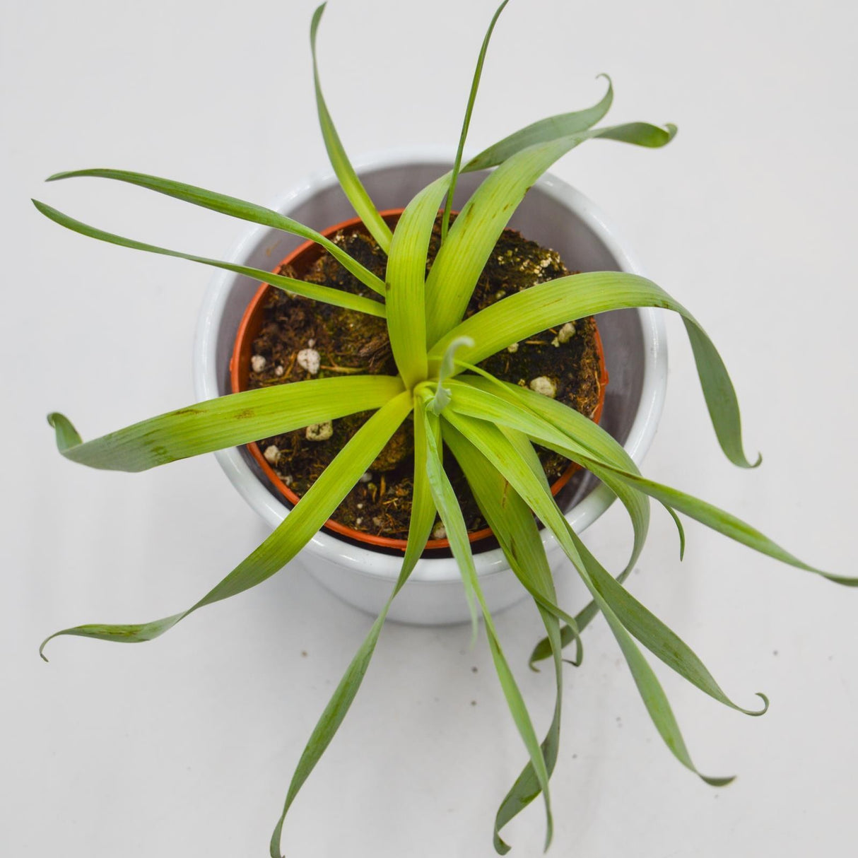 Cyrtanthus spiralis - 8.5cm