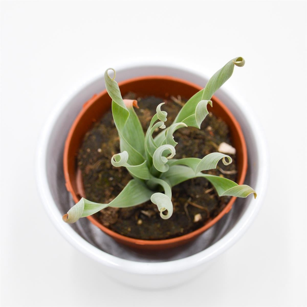 Cyrtanthus spiralis - 8.5cm