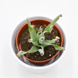 Cyrtanthus spiralis - 8.5cm