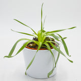 Cyrtanthus spiralis - 8.5cm