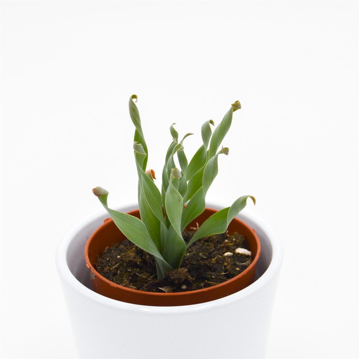 Cyrtanthus spiralis - 8.5cm