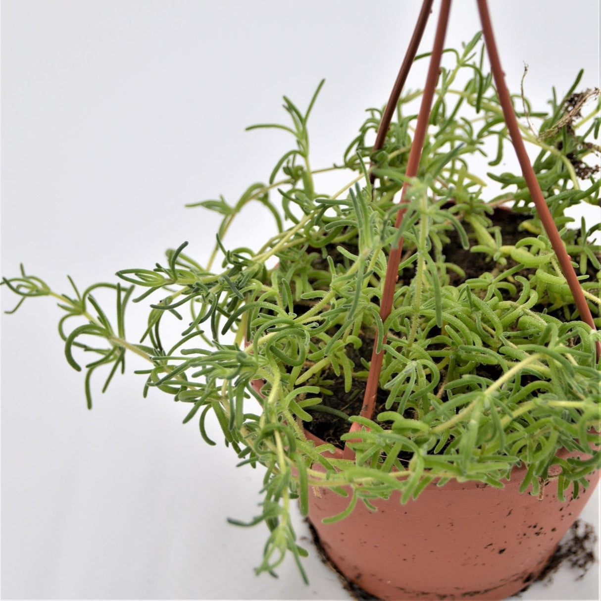 Senecio Little Star - 12cm Hanging Basket