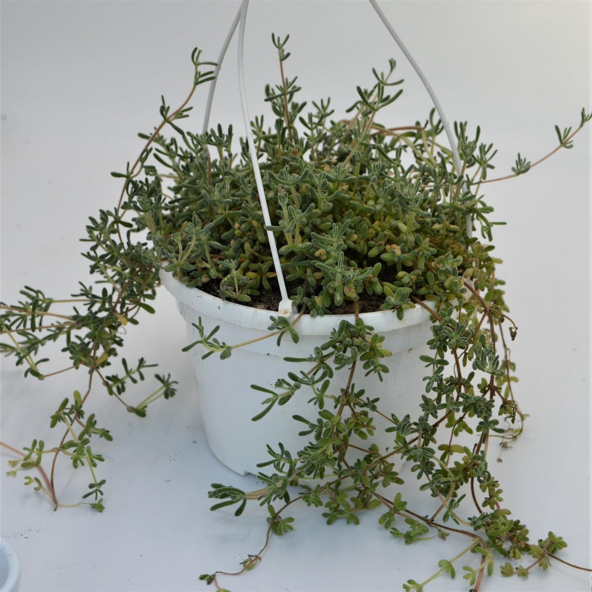 Delosperma mesembryanthemum - 12cm Hanging Basket