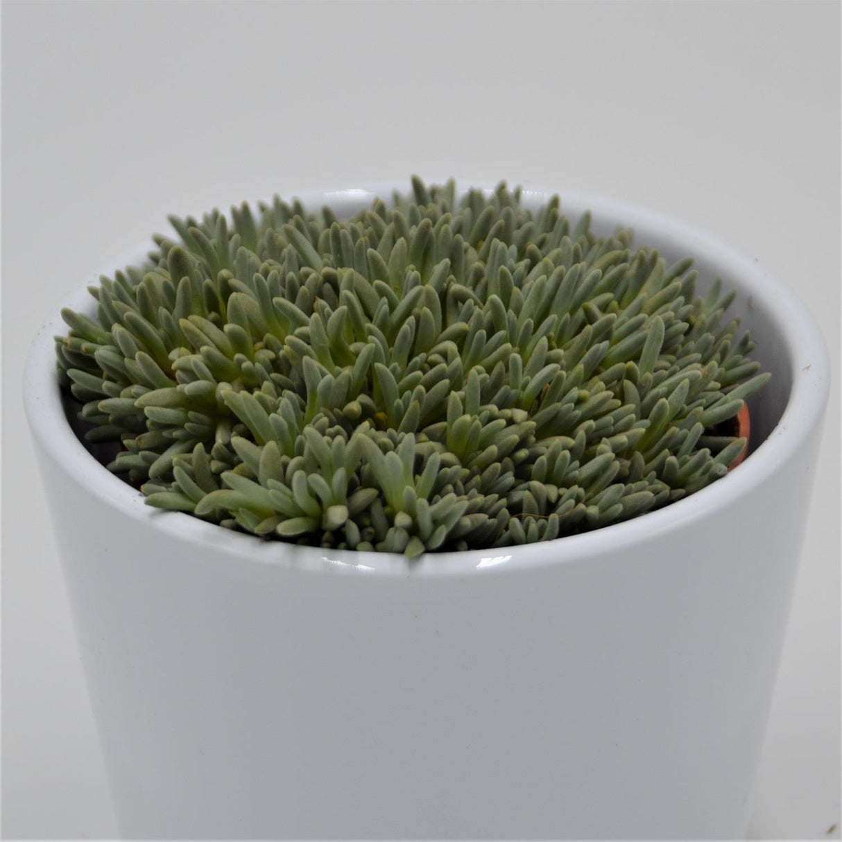 Delosperma sphalmantoides - 8.5cm