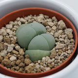 Dinteranthus microspermus subsp. puberulus - 5.5cm