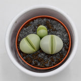 Dinteranthus microspermus subsp. puberulus - 5.5cm