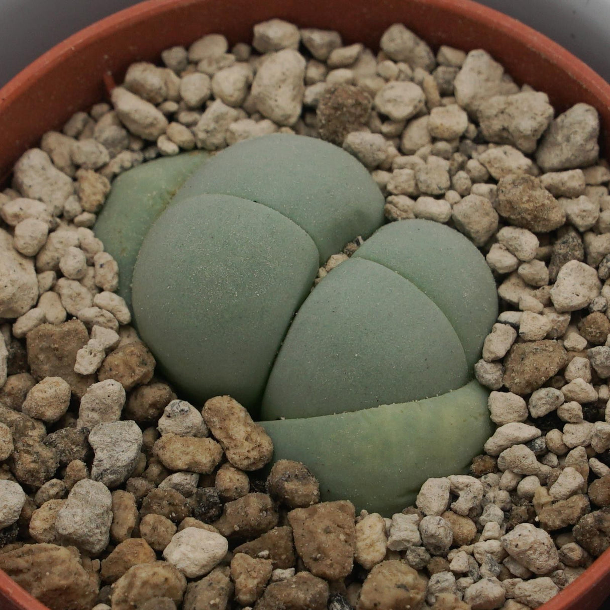Dinteranthus microspermus subsp. puberulus - 5.5cm