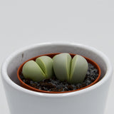Dinteranthus microspermus subsp. puberulus - 5.5cm