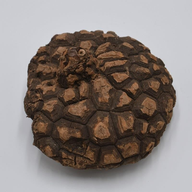 Dioscorea mexicana - Caudex Ø 19 - 21cm