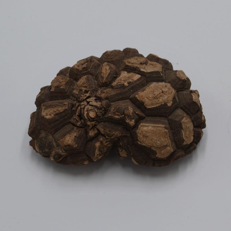 Dioscorea mexicana - Caudex Ø 10 - 12cm