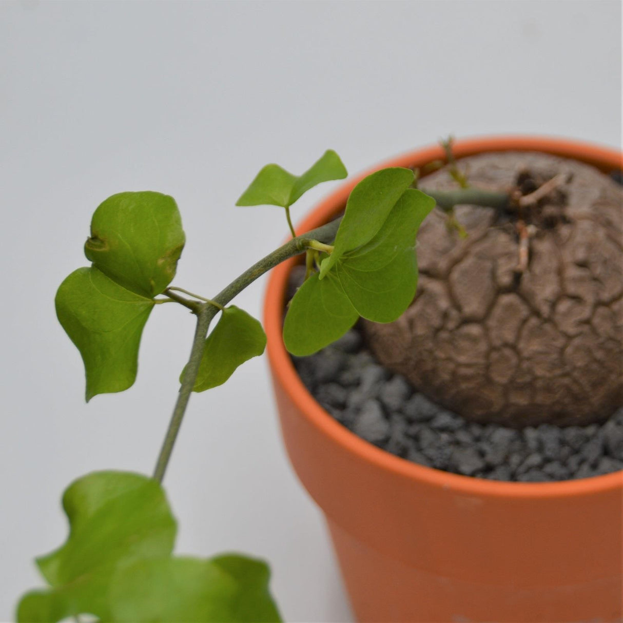 Dioscorea elephantipes - 15cm in terracotta pot