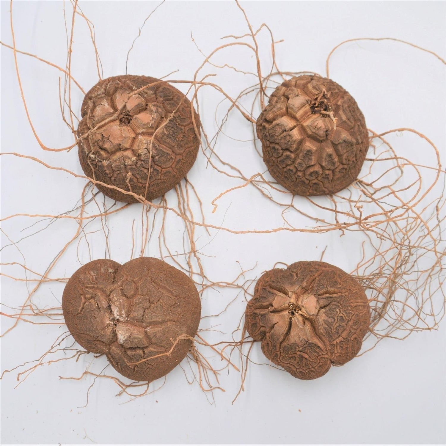 Dioscorea elephantipes - Caudex Ø 5 - 7cm