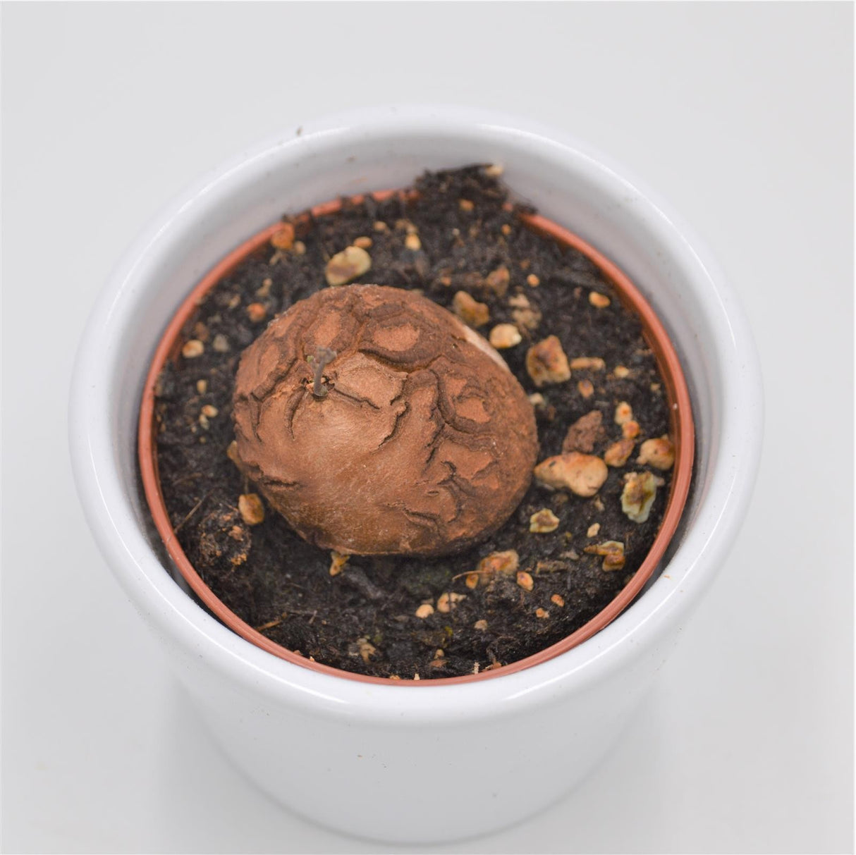Dioscorea elephantipes Mammoth tuber - 6cm