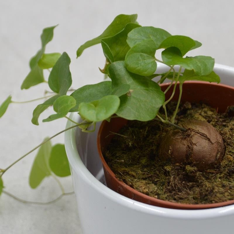 Dioscorea elephantipes - 8.5cm
