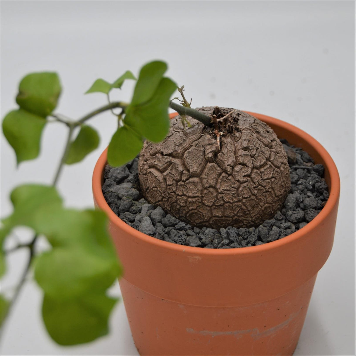 Dioscorea elephantipes - 15cm in terracotta pot