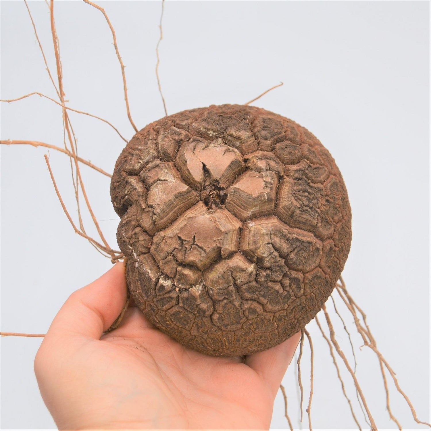 Dioscorea elephantipes - Caudex Ø 5 - 7cm