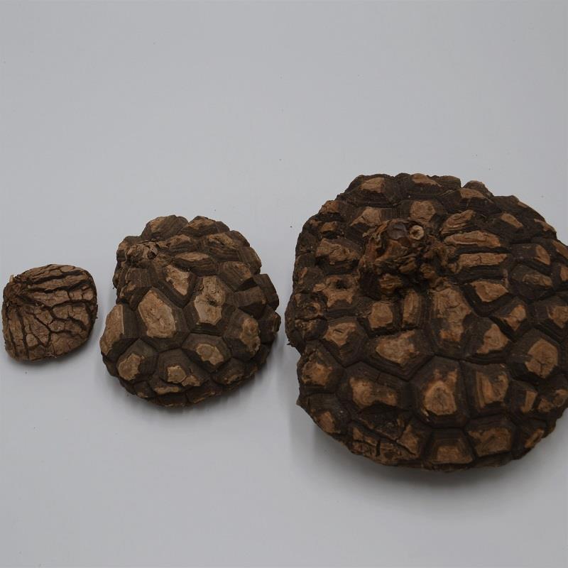 Dioscorea mexicana - Caudex Ø 10 - 12cm