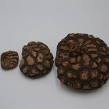 Dioscorea mexicana - Caudex Ø 10 - 12cm