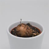 Dioscorea elephantipes Mammoth tuber - 6cm