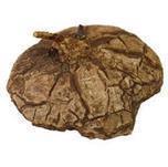 Dioscorea mexicana - Caudex Ø 6 - 9cm