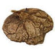 Dioscorea mexicana - Caudex Ø 6 - 9cm