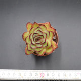 Echeveria Poldensis
