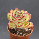 Echeveria Poldensis