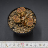 Lithops 2