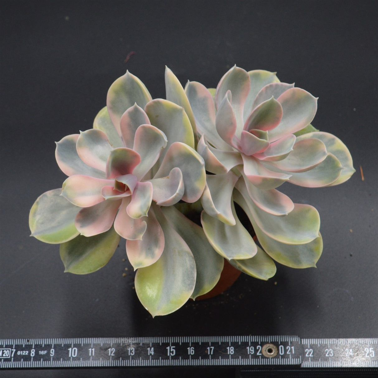 Echeveria Rainbow Doppelkopf