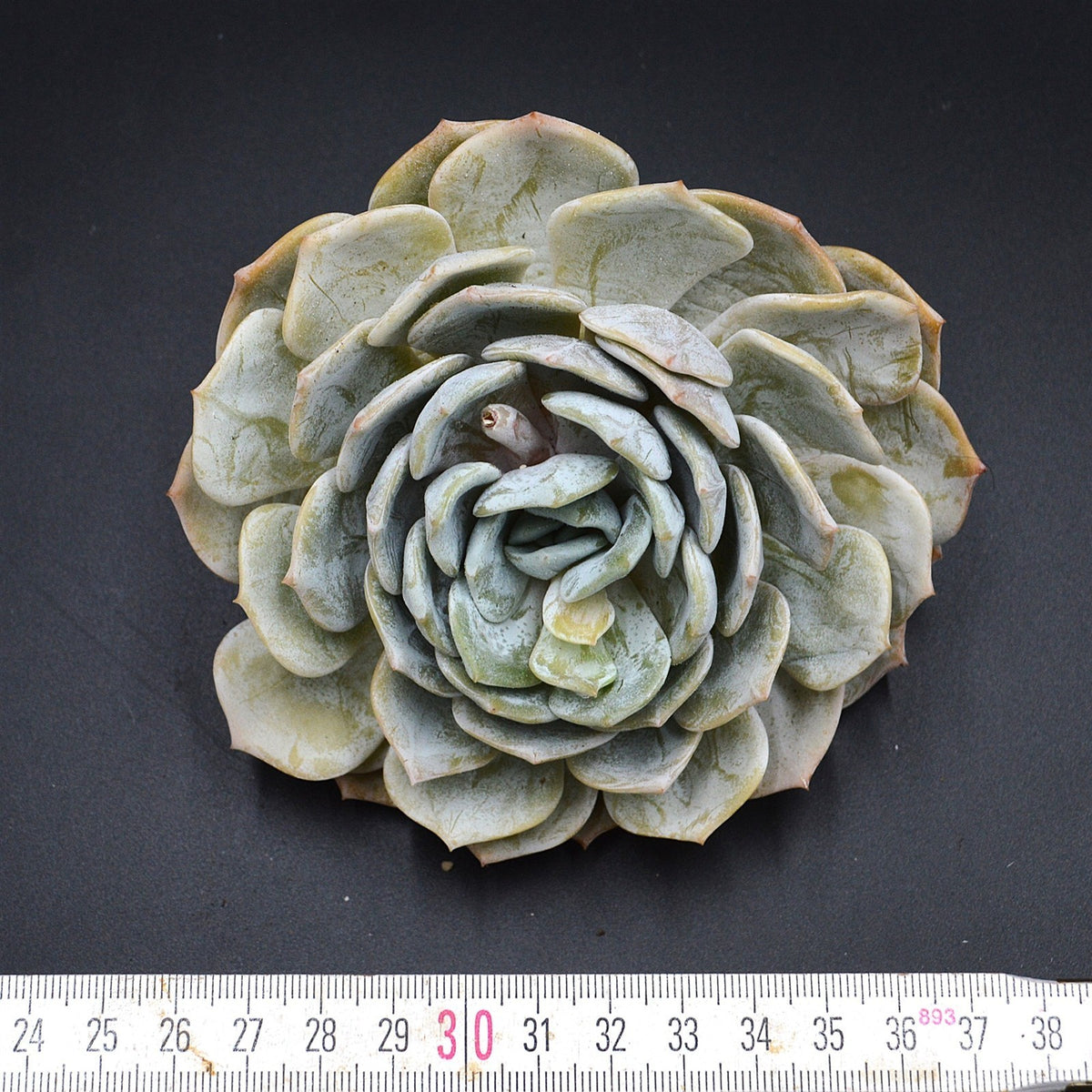 Echeveria laui Hybrid Cutting