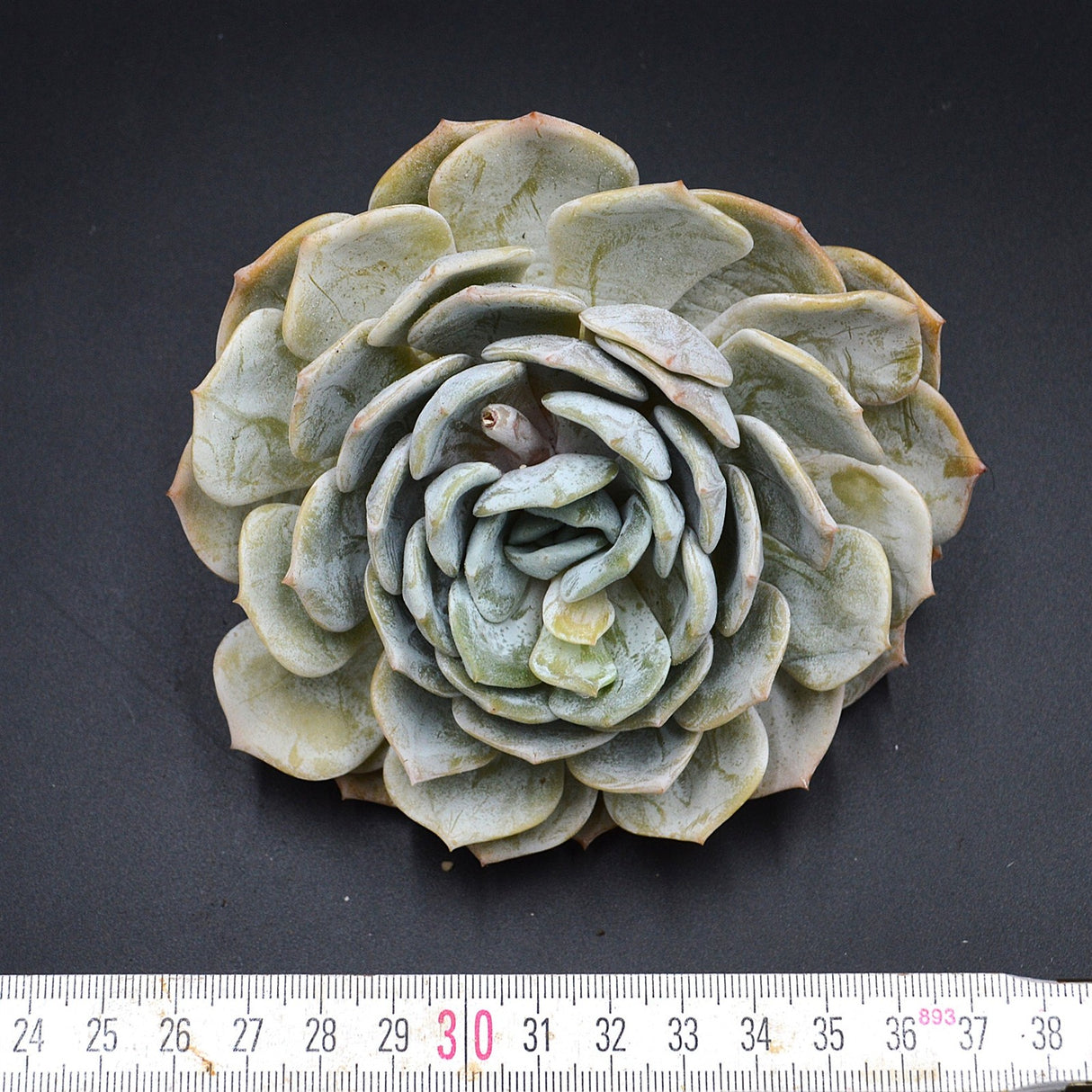 Echeveria laui Hybrid Cutting