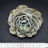 Echeveria laui Hybrid Cutting