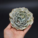 Echeveria laui Hybrid Cutting