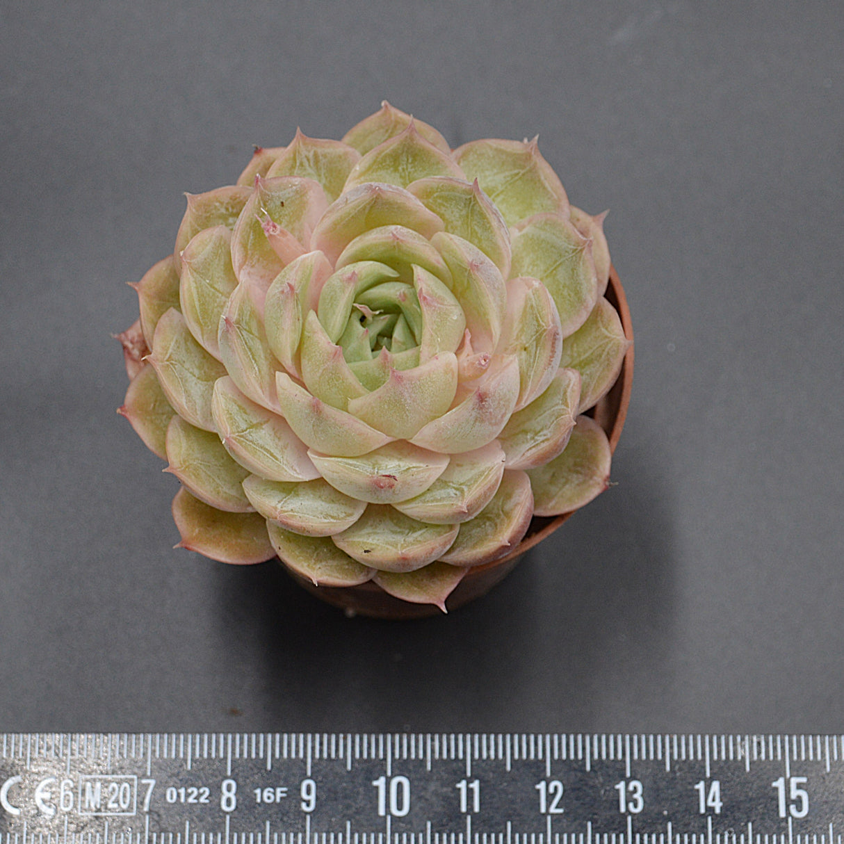 Echeveria Green Apple