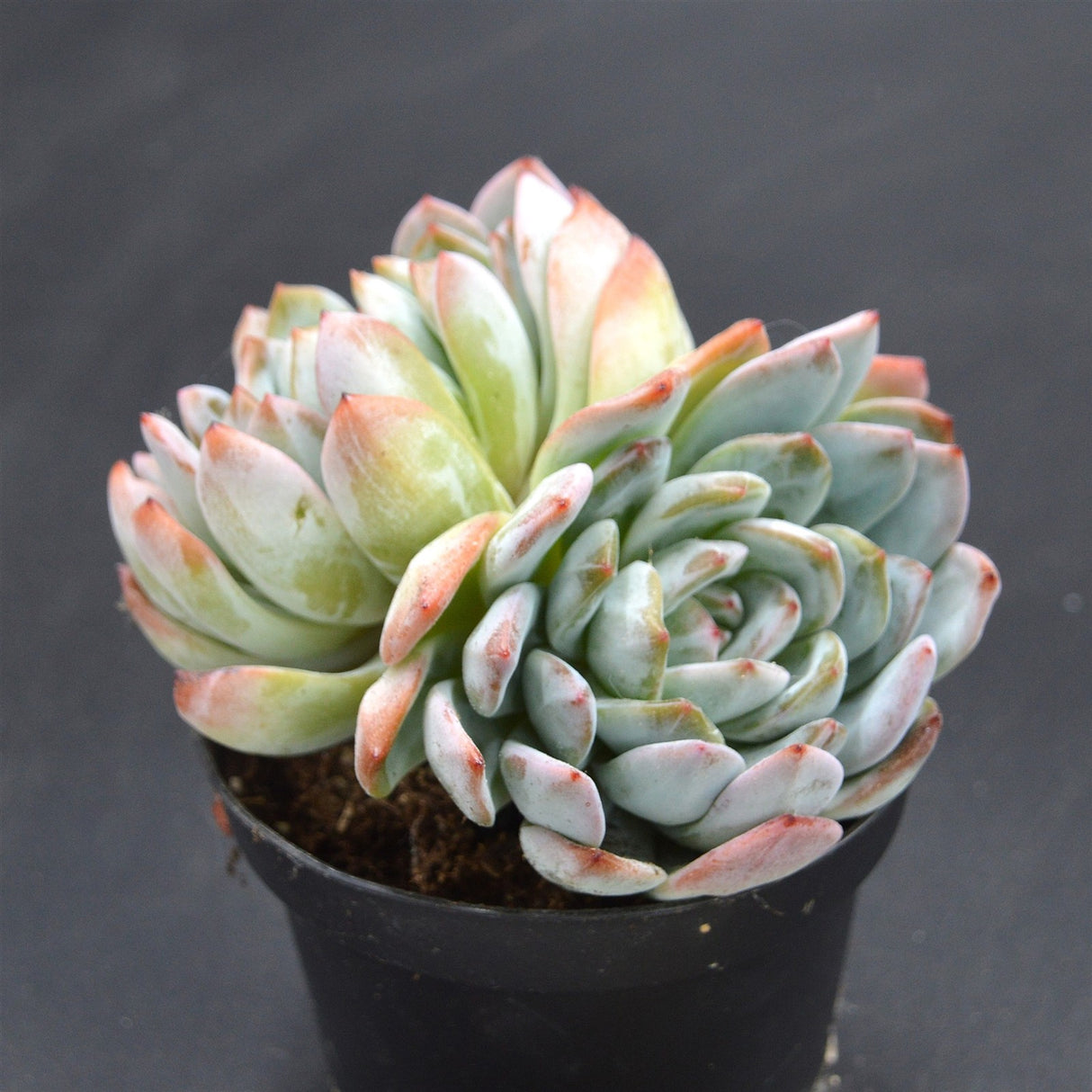 Echeveria Ariel Double Head