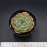 Echeveria hyalina Hybrid