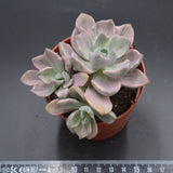 Graptoveria Mrs Richards f. variegata