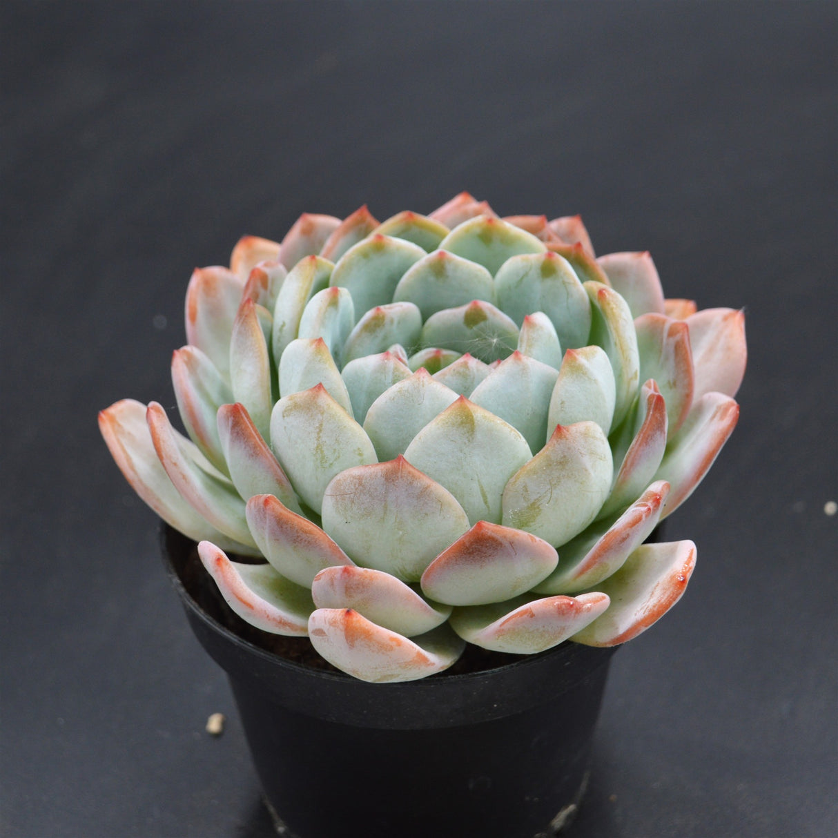 Echeveria Ariel