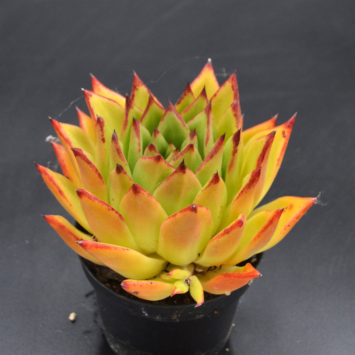 Echeveria Lipstick