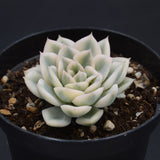 Echeveria Moon Fairy f. variegata