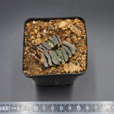 Haworthia truncata