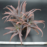 Aloe