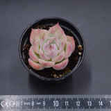 Echeveria 'Wraith'
